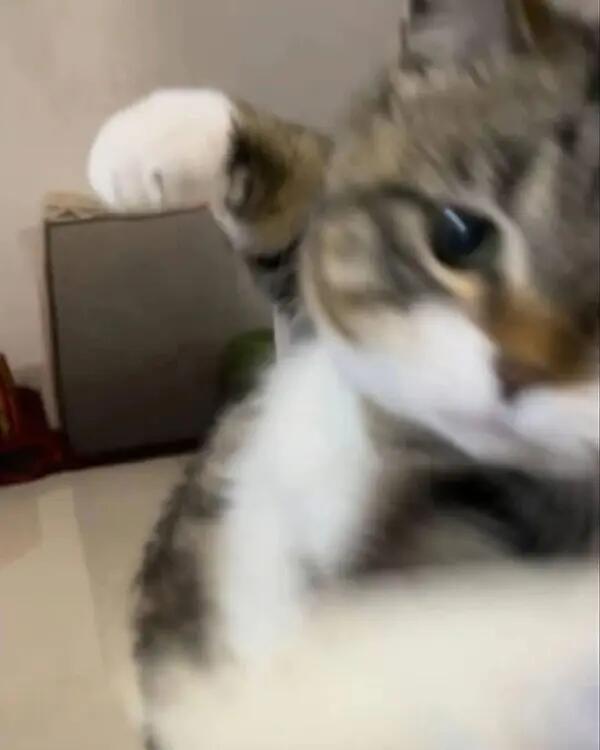 猫猫拳