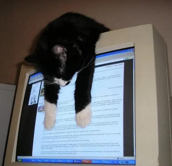猫猫趴
